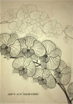 Set of Hand Drawn Various Elements Set of Hand Drawn Various Elements On O... Stock Photos