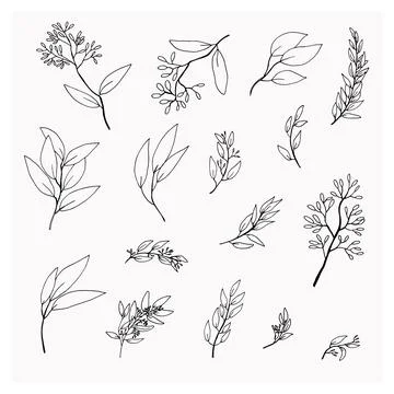 Set of hand drawn vector eucalyptus branches and leaves. Stock Illustration