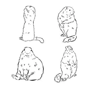 Set of hand drawn vector illustration. Realistic groundhogs in different po.. Stock Illustration
