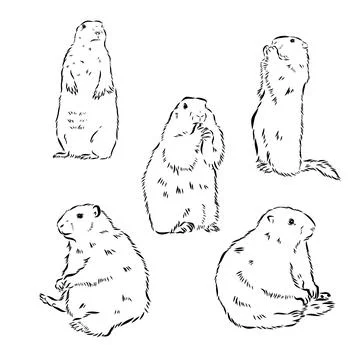 Set of hand drawn vector illustration. Realistic groundhogs in different po.. Ilustración de archivo