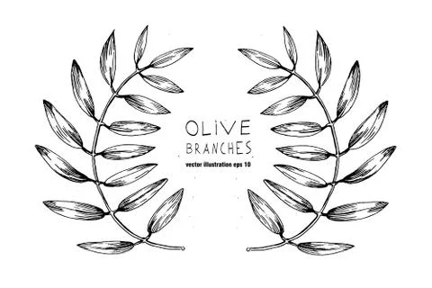 Set of hand drawn vector olive branch logo Stock Illustration