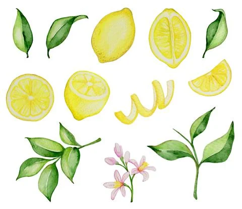 Set of hand drawn vector watercolor lemons Stock Illustration