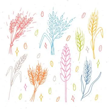 Set of hand drawn wheat ears. Grain spikelets. Doodle, sketch. Bakery desig.. Stock Illustration