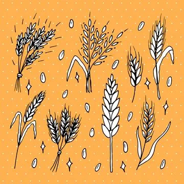 Set of hand drawn wheat ears. Grain spikelets. Doodle, sketch. Bakery desig.. Illustrazione stock