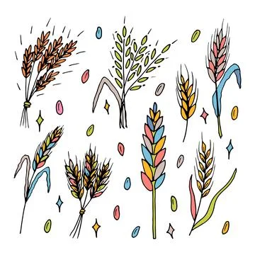 Set of hand drawn wheat ears. Grain spikelets. Doodle, sketch. Bakery desig.. Stock Illustration