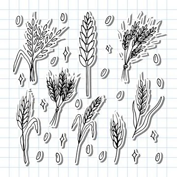 Set of hand drawn wheat ears. Grain spikelets. Doodle, sketch. Bakery desig.. Illustrazione stock