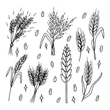 Set of hand drawn wheat ears. Grain spikelets. Doodle, sketch. Bakery desig.. Illustrazione stock