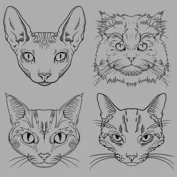 Set of Hand Drawn Wild Cat Portraits isolated Illustrazione stock