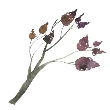 Set of hand drawn winter plants - poinsettia, mistletoe, fir-cone holly. sketch Stock Illustration