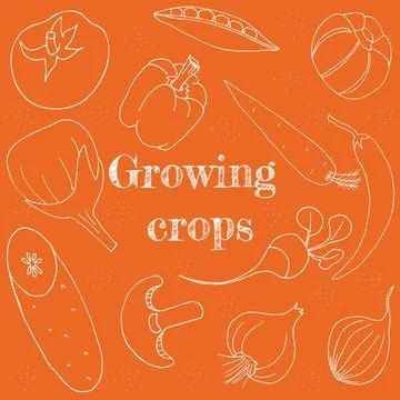 Set of hand-drawning vegetables in line style. Vector illustration.Growing crops Stock Illustration