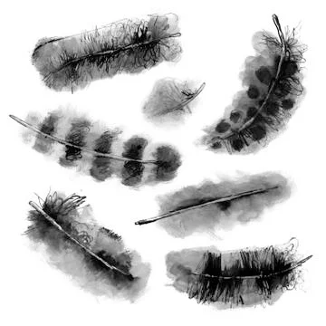 Set of Hand Painted Feathers Stock Illustration