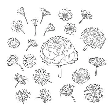 A set of hand-painted summer flowers on a white background. Stock Illustration