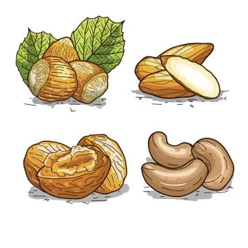 Set of handdrawn illustration of nuts  wallnut  hazelnut  cashew  and almond. Stock Illustration