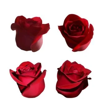 Set of heads from red roses Stock Illustration