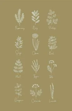 Set of Herbs - 12 Vectors: Rosemary, Parsley, Mint, Thyme, Lavender & More Stock Illustration
