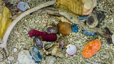 Set of Hermit Crabs from Philippines. Video stock 61639613