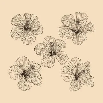 Set Hibiscus flower collection vector illustration with line art Stock Illustration