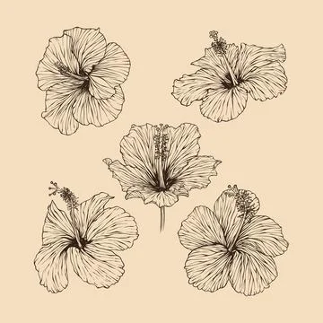 Set Hibiscus flower collection vector illustration with line art Stock Illustration