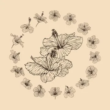 Set Hibiscus flower collection vector illustration with line art Illustrazione stock