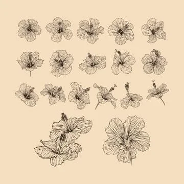 Set Hibiscus flower collection vector illustration with line art Stock Illustration