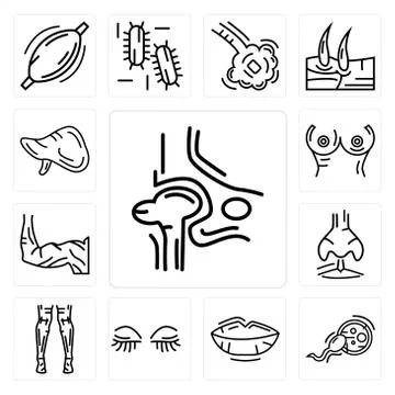 Set of Hip Bone, Fertilization, Human Lips, Women Eyelashes, Back Side Of Leg Free Stock Illustration