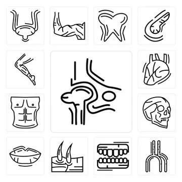 Set of Hip Bone, Human Artery, Teeth, Men Knee, Lips, Skull, Chest, Heart, Le Free Stock Illustration