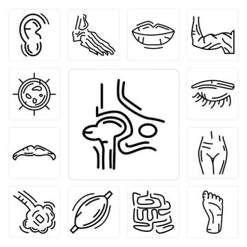 Set of Hip Bone, Human Foot, Small Intestine, Muscle, Bronchioles, Female Pub Selección de ilustraciones gratis