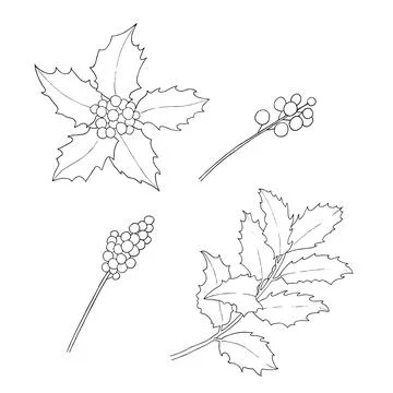 Set of holly branches with berries. vector image Stock Illustration