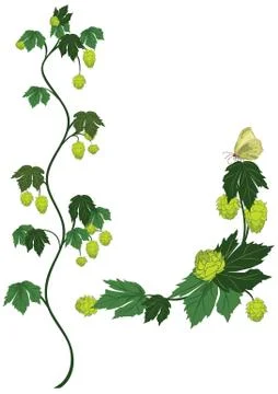Set of hop borders Illustrazione stock