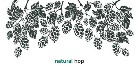 Set of hop. Vector botany border. Bio beverage. Art illustration, nature patt Stock Illustration