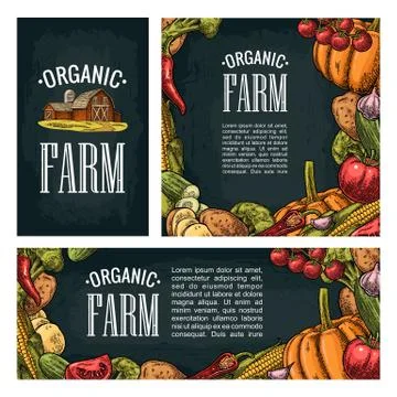 Set horizontal, vertical and square posters with vegetables. Vintage engravin Illustrazione stock