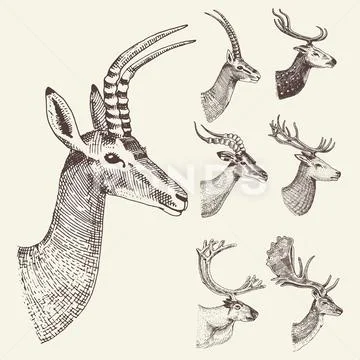 Set of Horn, antlers Animals moose or elk with impala, gazelle and greater kudu Stock Illustration
