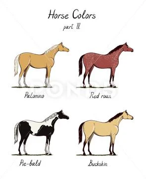 Set of horse color chart on white. Equine coat colors with text ...