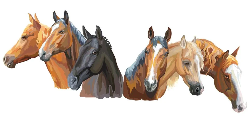 Set of horses breed Stock Illustration