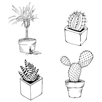 Set of house plants in pots. Vector illustration of a domestic dracaena plant Stock Illustration