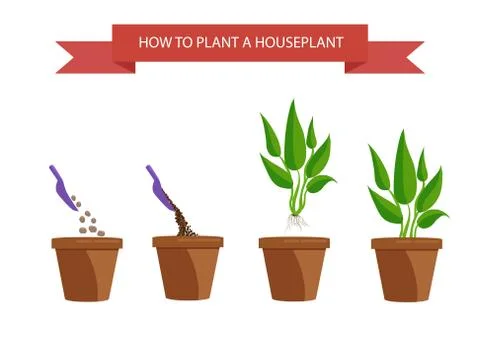 Set of houseplant. How to plant a houseplant Stock Illustration