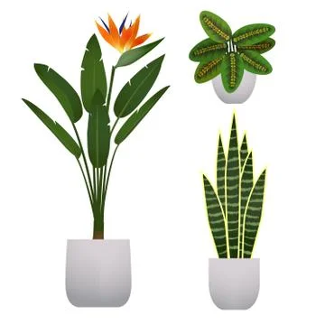 Set of houseplant Stock Illustration