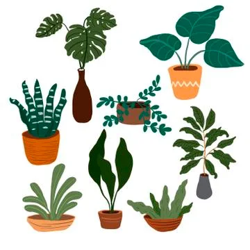 Set of houseplants on a white background in vector graphics. For the design of Illustrazione stock