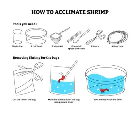 Set of how to acclimate shrimp step by step infographic poster design, with.. Stock Illustration