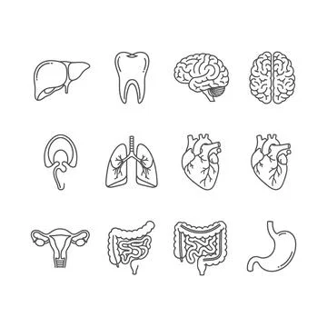 Set of human anatomy icons featuring organs and body parts in simple line a.. Stock Illustration