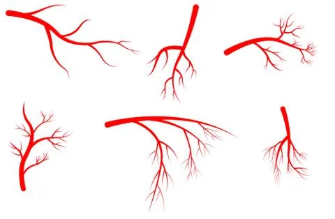 Set of human arteries. red branches Stock Illustration