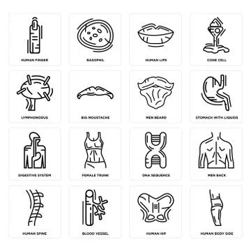 Set of Human Body Side, Hip, Spine, DNA Sequence, Digestive System, Men Beard Free Stock Illustration