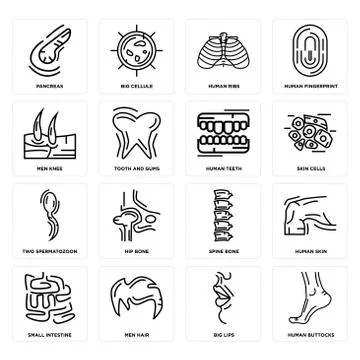 Set of Human Buttocks, Big Lips, Small Intestine, Spine Bone, Two Spermatozoo Selección de ilustraciones gratis