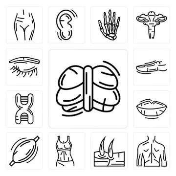 Set of Human Cerebellum, Men Back, Knee, Female Trunk, Muscle, Lips, DNA Sequ Free Stock Illustration