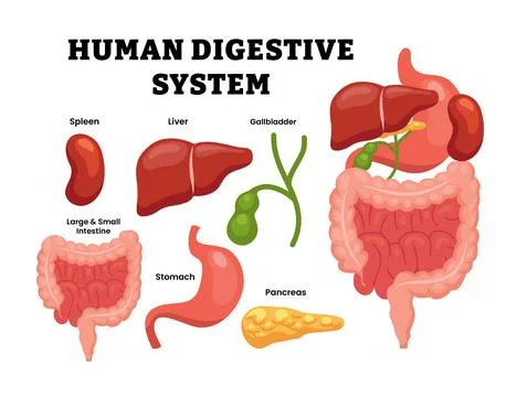 Set of human digestive system objects element clip art set collection. Huma.. Stock Illustration