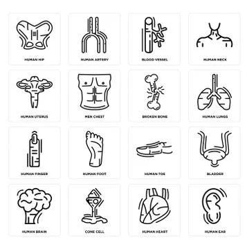 Set of Human Ear, Heart, Brain, Toe, Finger, Broken Bone, Uterus, Blood Vesse Free Stock Illustration