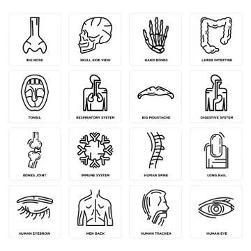 Set of Human Eye, Trachea, Eyebrow, Spine, Bones Joint, Big Moustache, Tonsil Free Stock Illustration