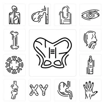 Set of Human Hip, Men Hand, Stomach with Liquids, Masculine Chromosomes, Bone Free Stock Illustration