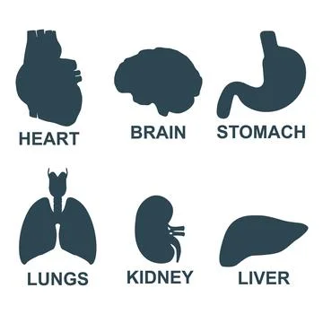 Set of human internal organs Stock Illustration