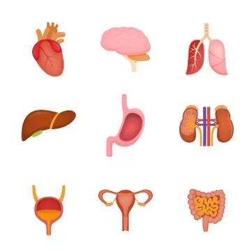 Set of human internal organs including brain, heart, liver, spleen, kidneys Stock Illustration